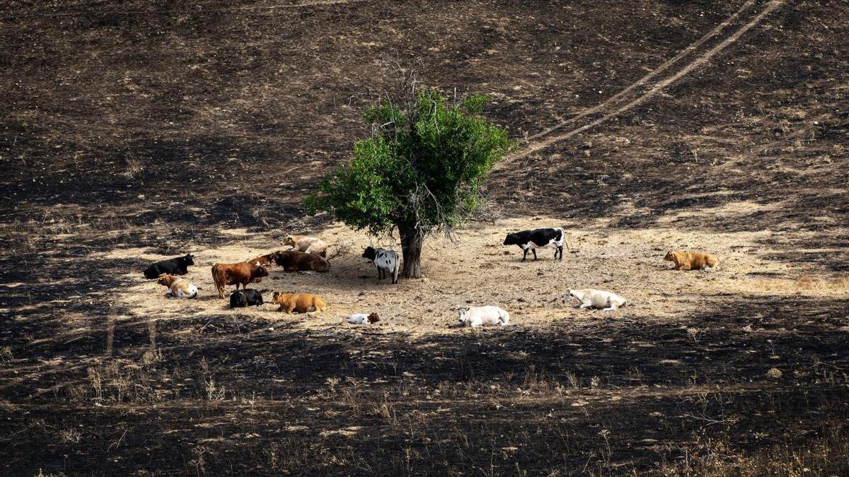 Varias vacas rodean el árbol &#039;milagro&#039;, a 17 de agosto de 2025, en Soto de Viñuelas, Tres Cantos.