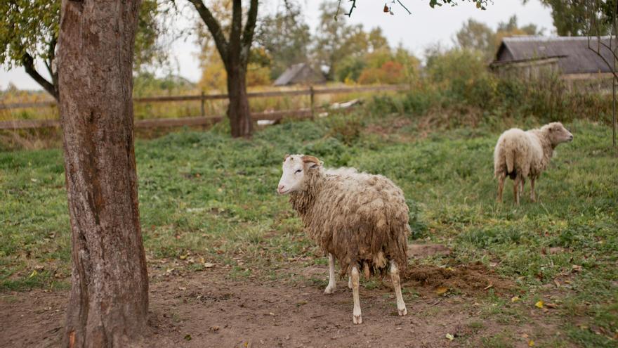 El Gobierno vasco reclamará la vacunación a toda la cabaña bovina de Euskadi frente a la dermatosis nodular