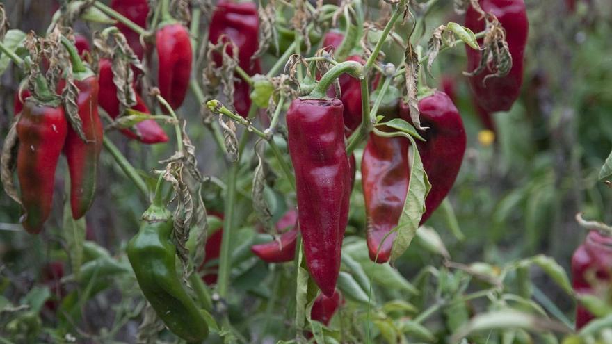 30 años germinando la agricultura ecológica en Álava
