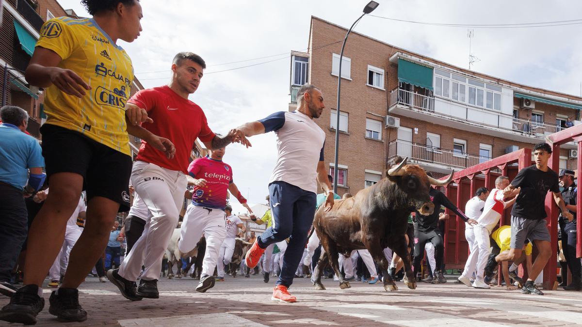 Los mozos son perseguidos por los toros durante el sexto encierro de San Sebastián de los Reyes este viernes.