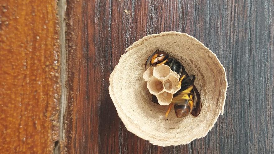 Urdaibai se moviliza ante el avance de la avispa asiática