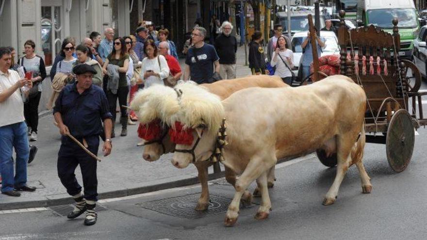 Una performance lleva a los bueyes al centro de Bilbao
