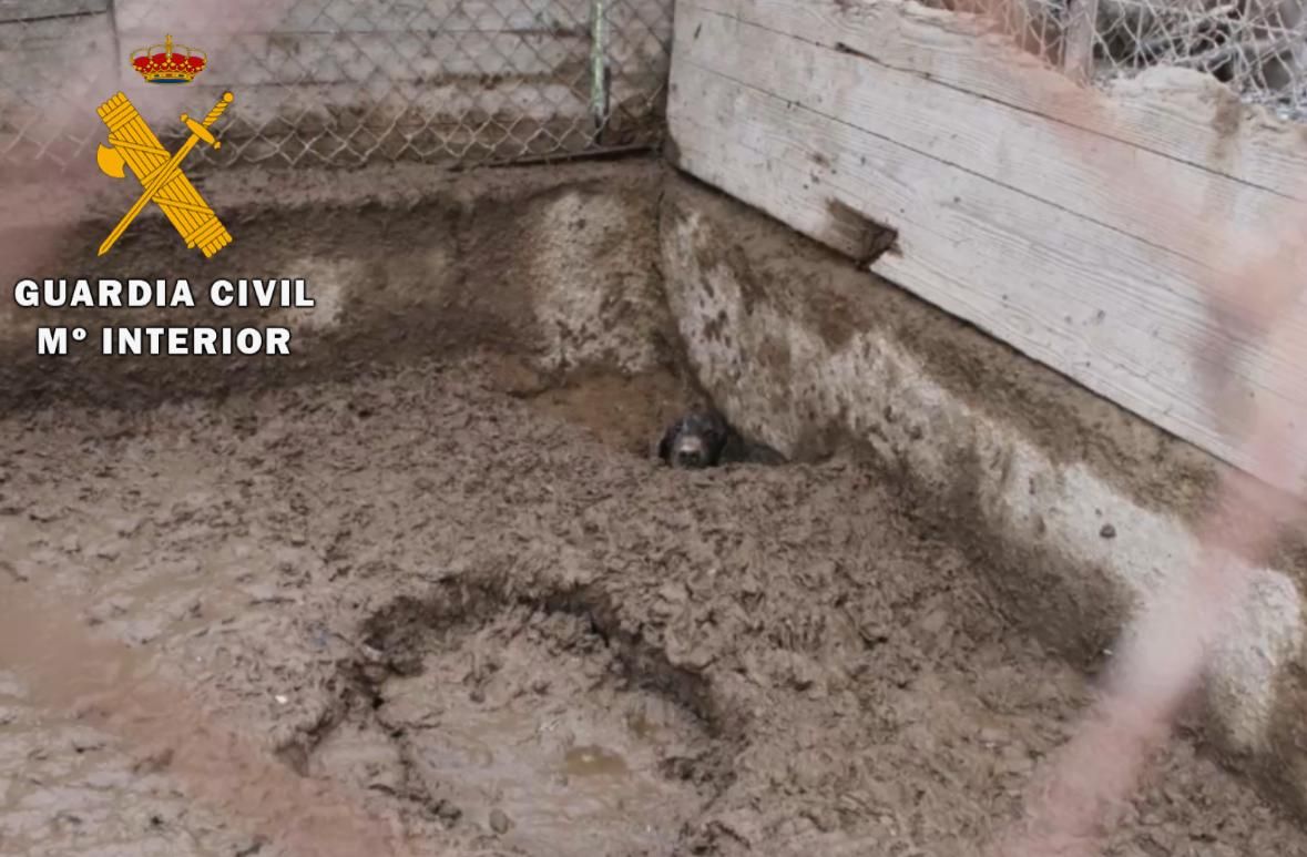 Maltrato animal en Lodosa y Estella: un perro muerto y otros 23 en condiciones deplorables