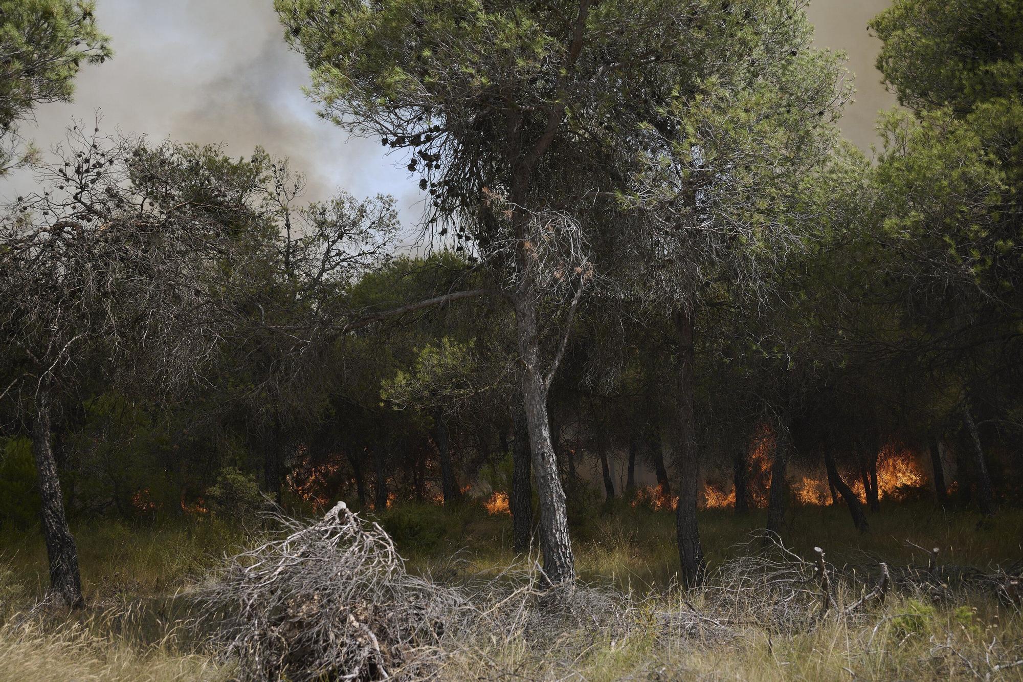 Fotos del incendio forestal cerca de Carcastillo