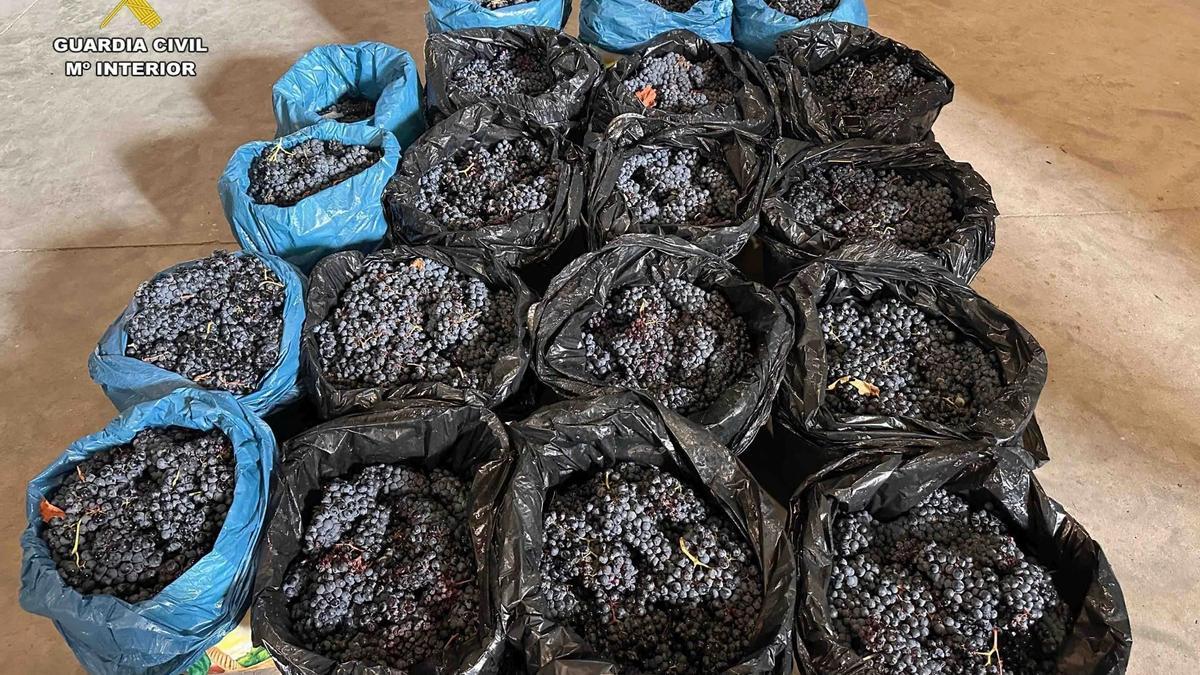 Los cuatro vizcainos fueron pillados in fraganti cuando vendimiaban sin autorización