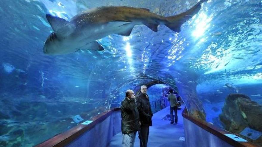 El Aquarium incrementó en un 5,48% su número de visitantes en 2011