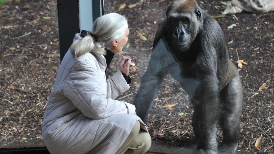 Las redes sociales destacan que Jane Goodall seguirá siendo una inspiración