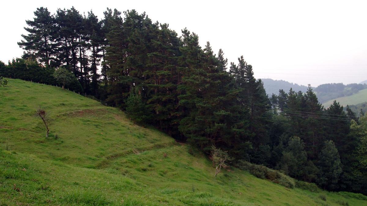 Bosque de pinos