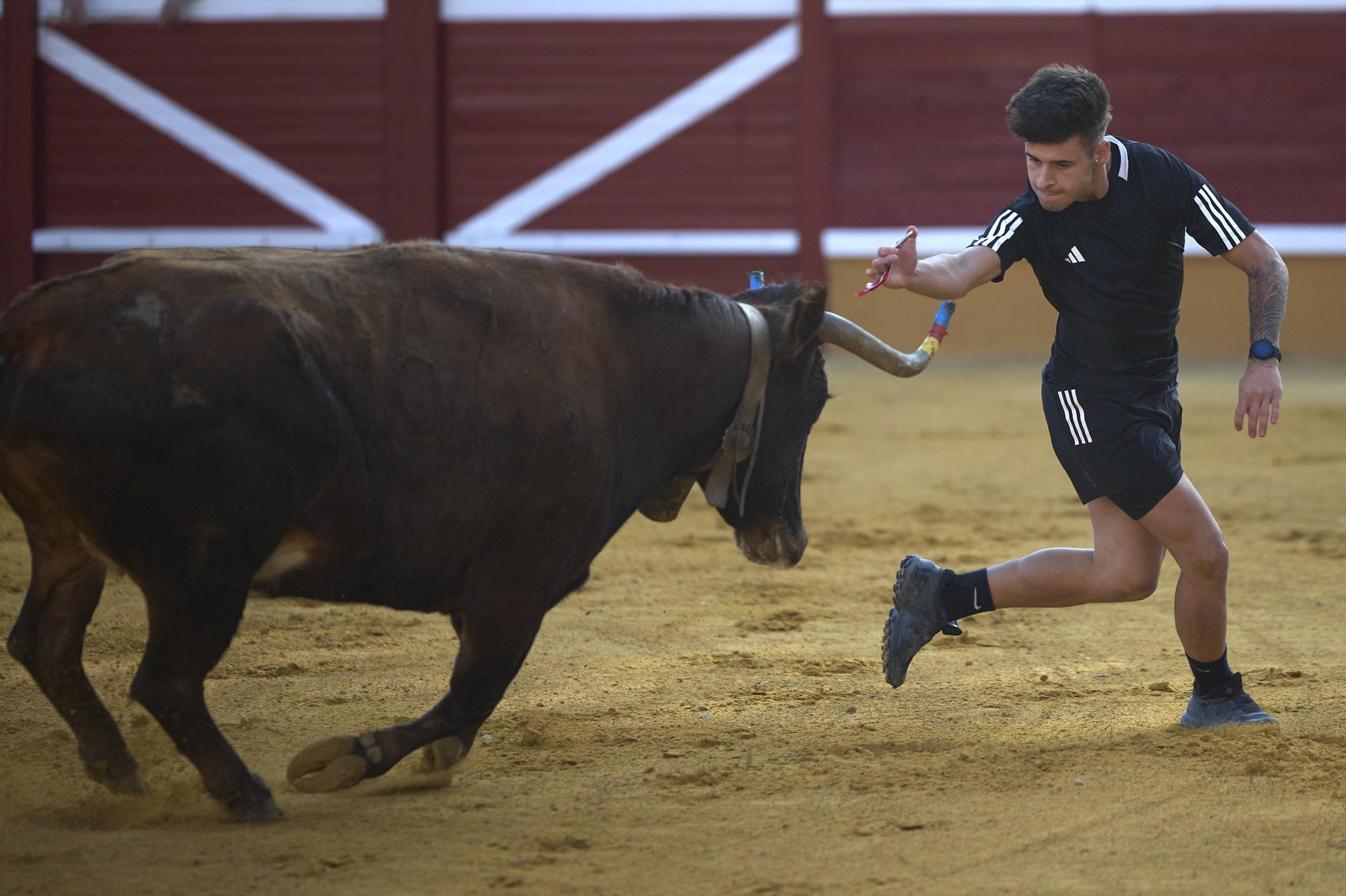 Suelta de vaquillas en las fiestas de Tudela (viernes 25 de julio de 2025)