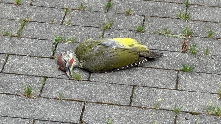 La fachada del Museo Cristóbal Balenciaga, trampa mortal para aves: al menos 16 muertas en poco más de un año