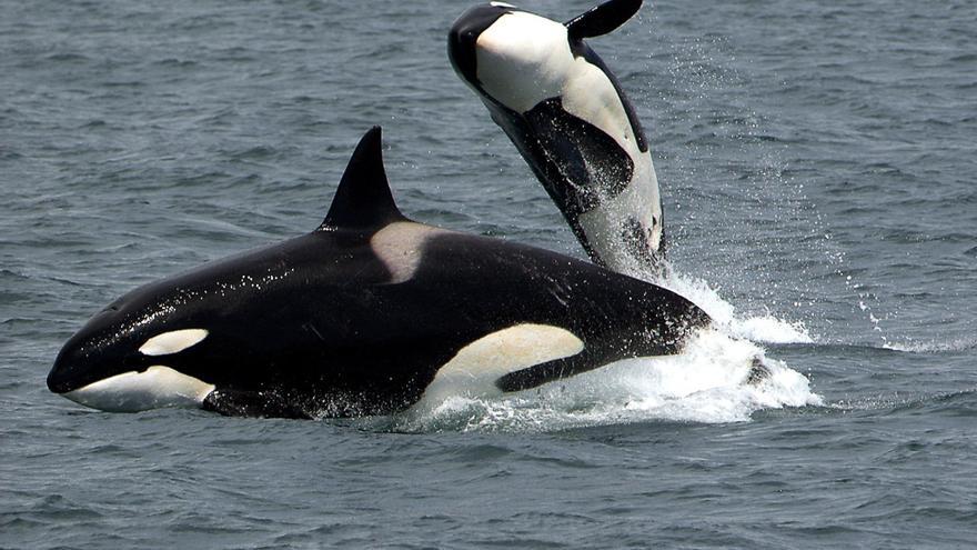 El Gobierno español recomienda navegar lo más cerca posible a la costa ante los últimos incidentes con orcas