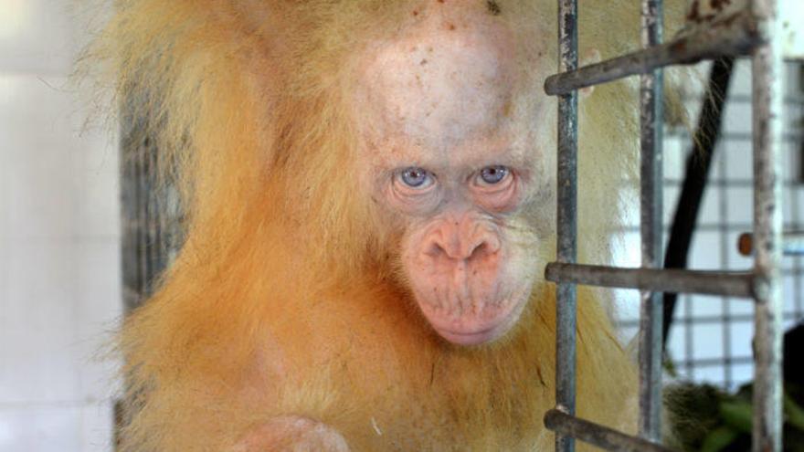 La orangutana albina de Indonesia recibe el nombre de &quot;Alba&quot;.
