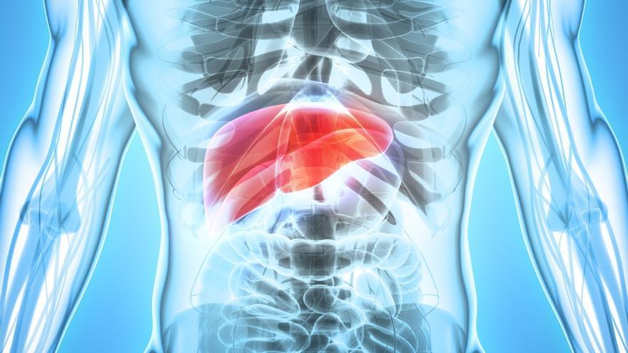 Identifican un mecanismo clave para frenar la progresión del cáncer de hígado