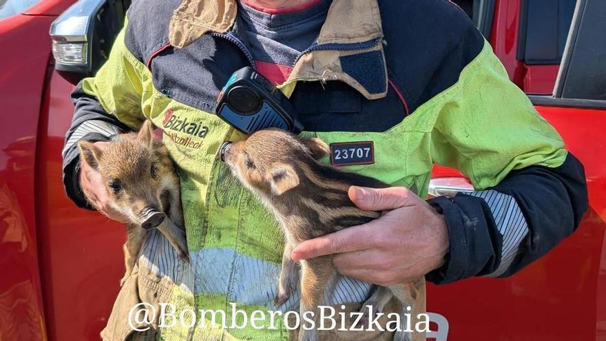 Rescatan a varias crías de jabalí en un incendio forestal en Ea