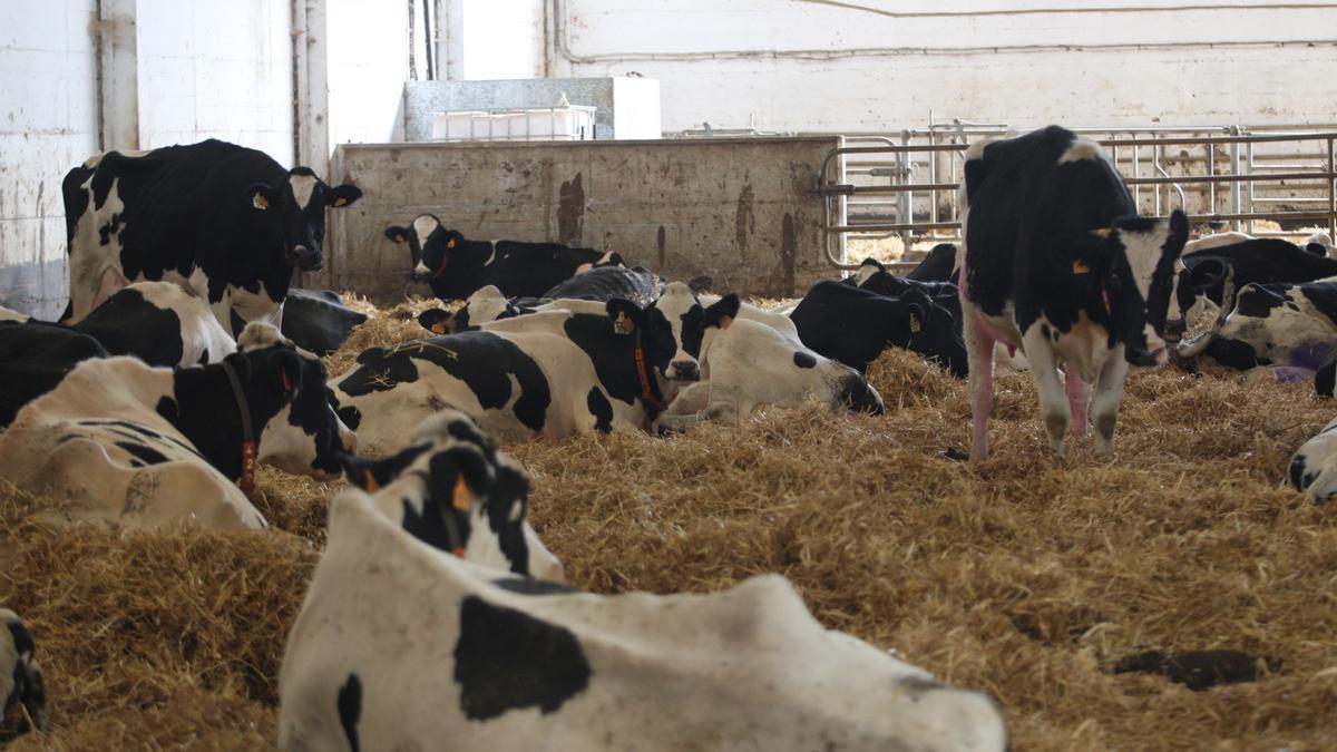 Vacas en la explotación de Oskotz.
