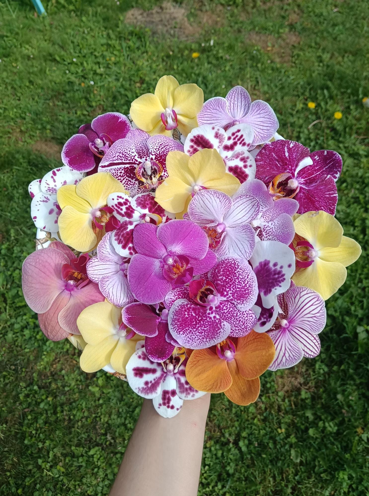 Recolecta de orquídeas.