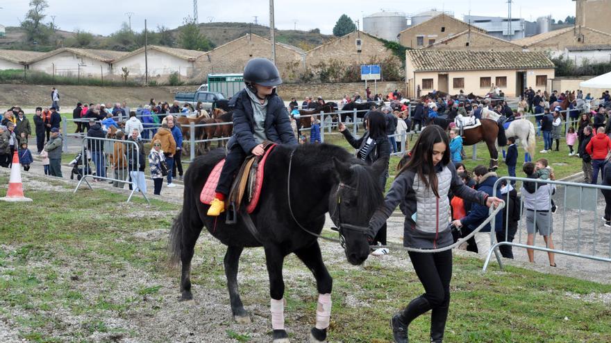 Tafalla también suspende sus ferias de ganado por la situación epidemiológica
