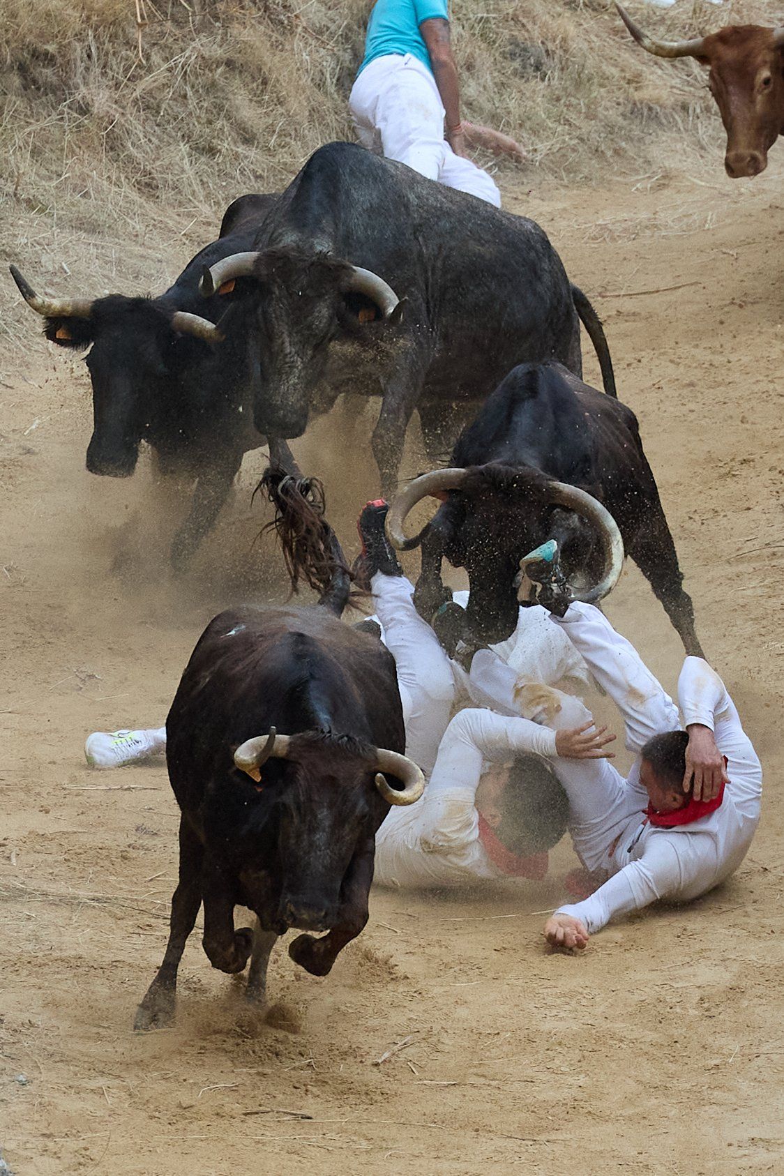 Fotos del tercer encierro del Pilón de Falces 2025