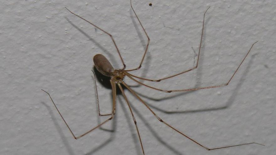 Se asusta por una araña y choca contra un coche y tres motocicletas