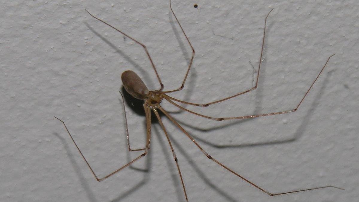 Imagen de archivo de una araña.