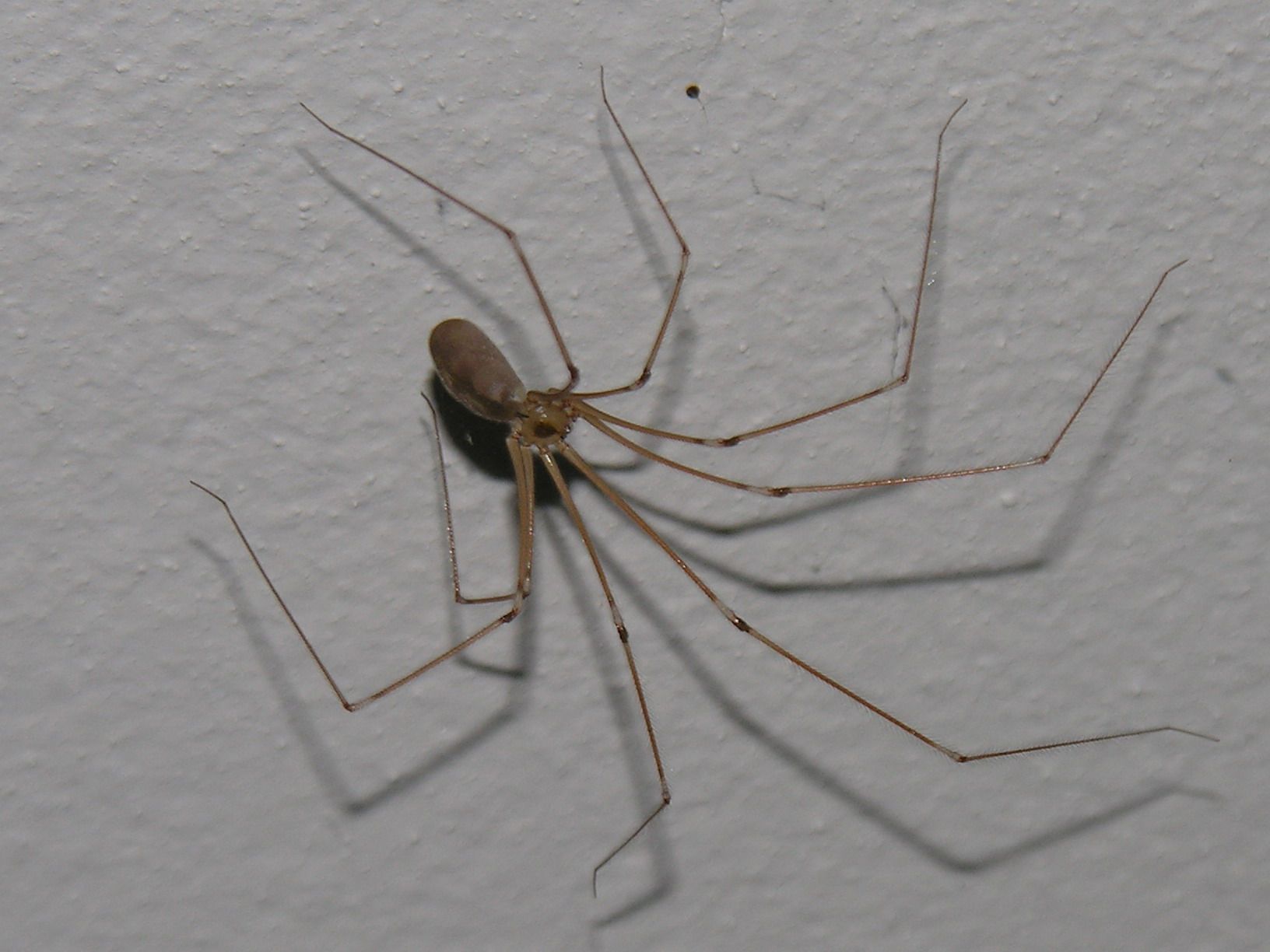 Araña patas largas