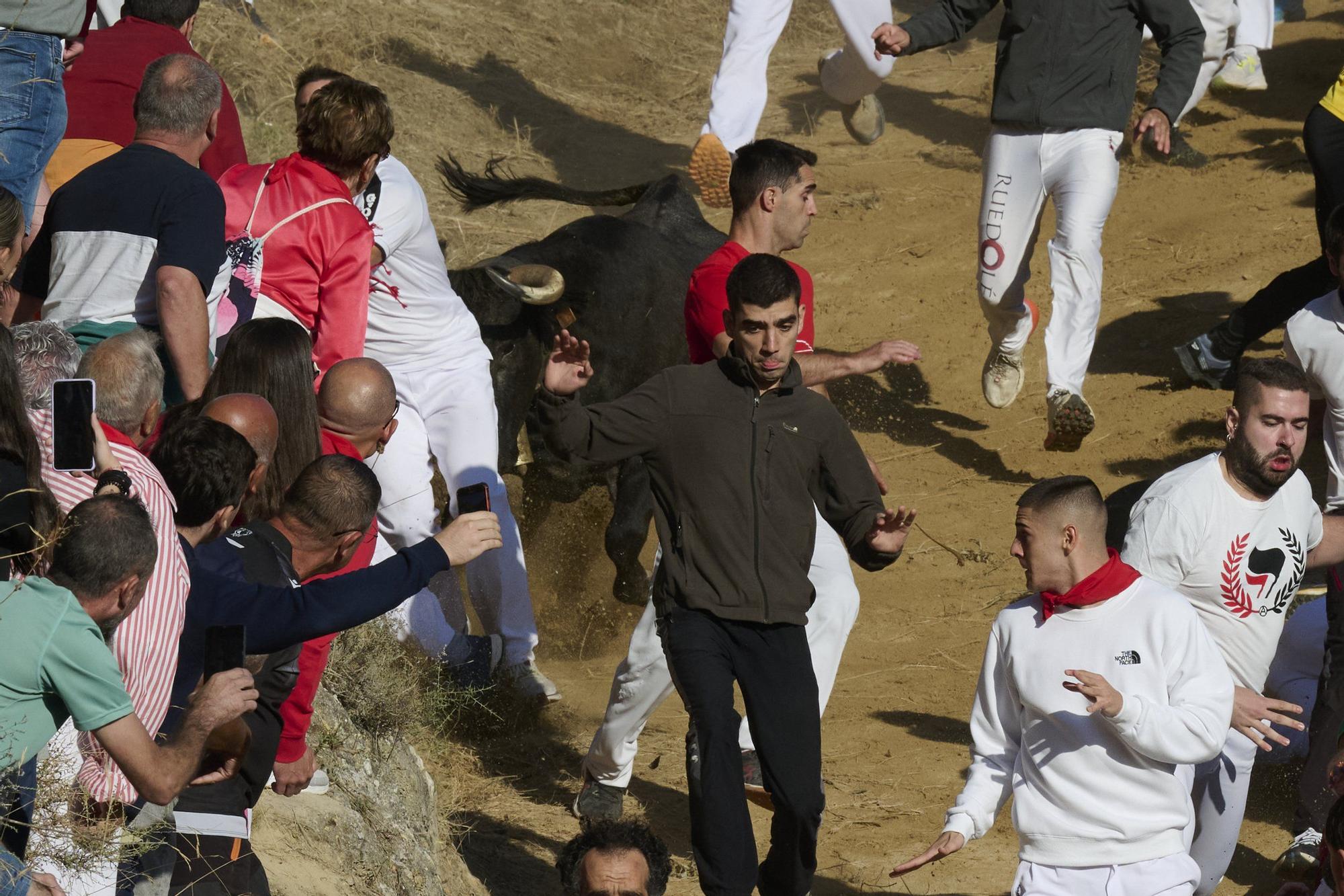 Fotos del penúltimo encierro del Pilón de Falces 2025