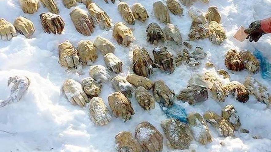 Imagen de los 27 pares de manos humanos.