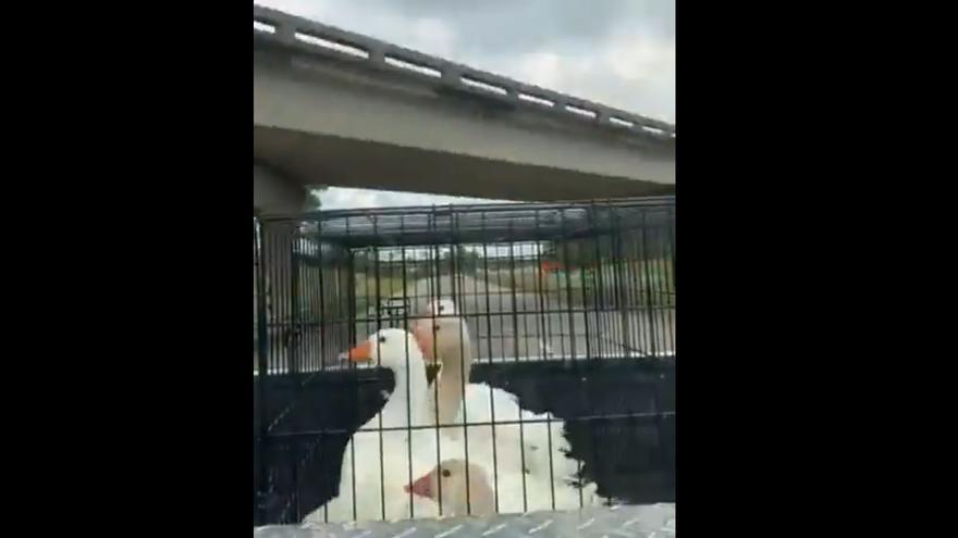 El simpático vídeo viral de las ocas que van en coche y se agachan al pasar bajo los puentes