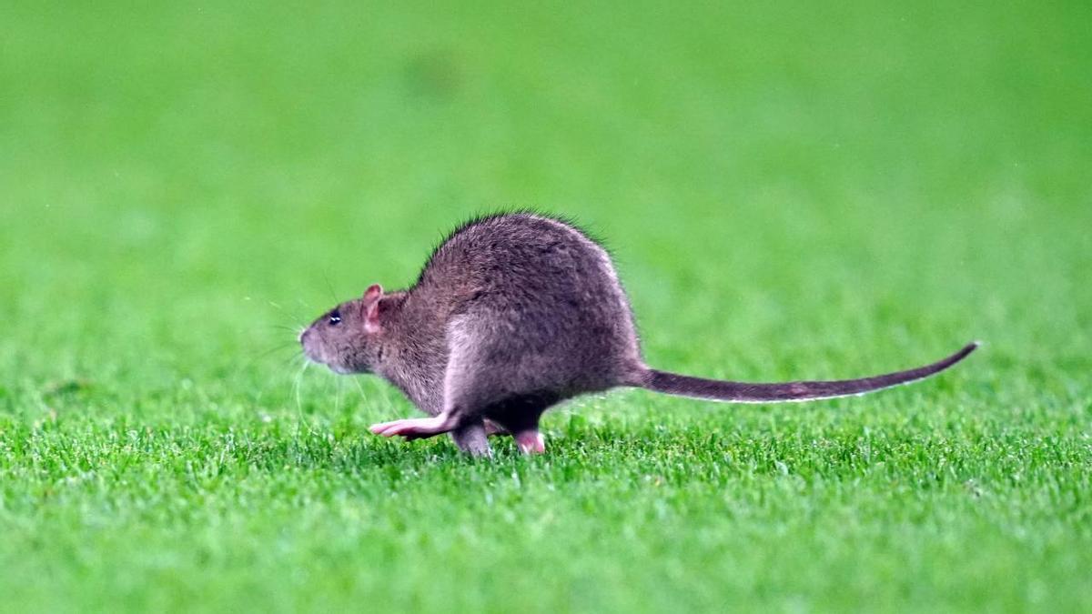 Adiós a las ratas: la verdura con la que conseguirás ahuyentarlas