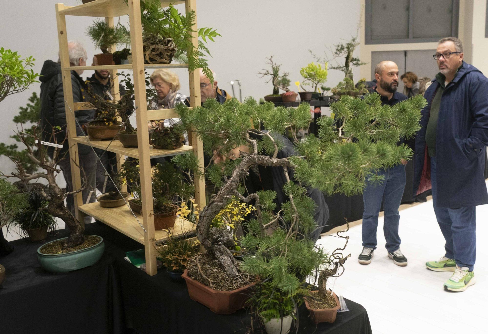 En imágenes: El arte del bonsái llega a Vitoria-Gasteiz