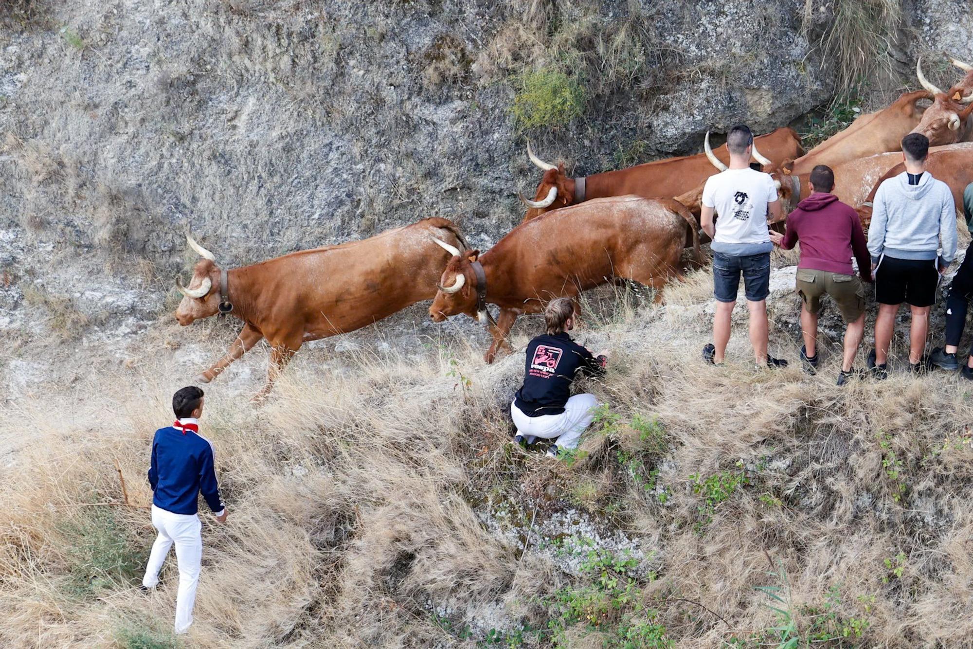 Fotos del quinto encierro del Pilón de Falces 2025 con vacas de Eulogio Mateo