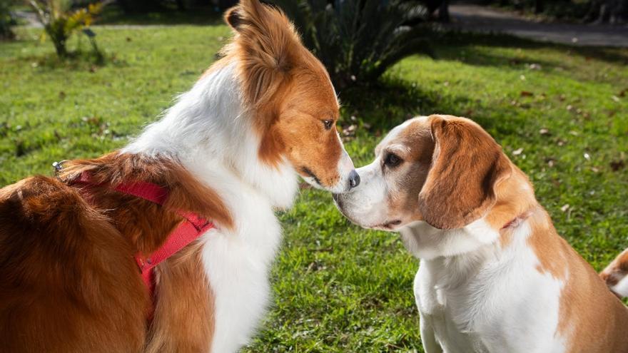 “No entrenamos perros; acompañamos a las familias para lograr una convivencia equilibrada”