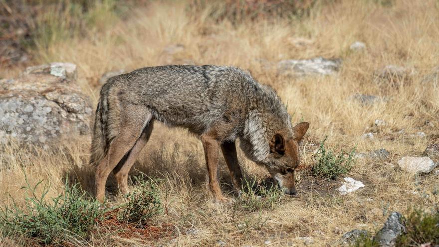 El Tribunal Constitucional decide esta semana sobre la caza del lobo