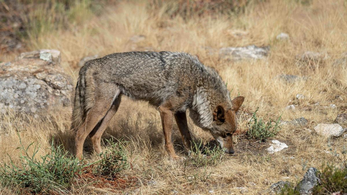 Un lobo ibérico en una sierra de Zamora.
