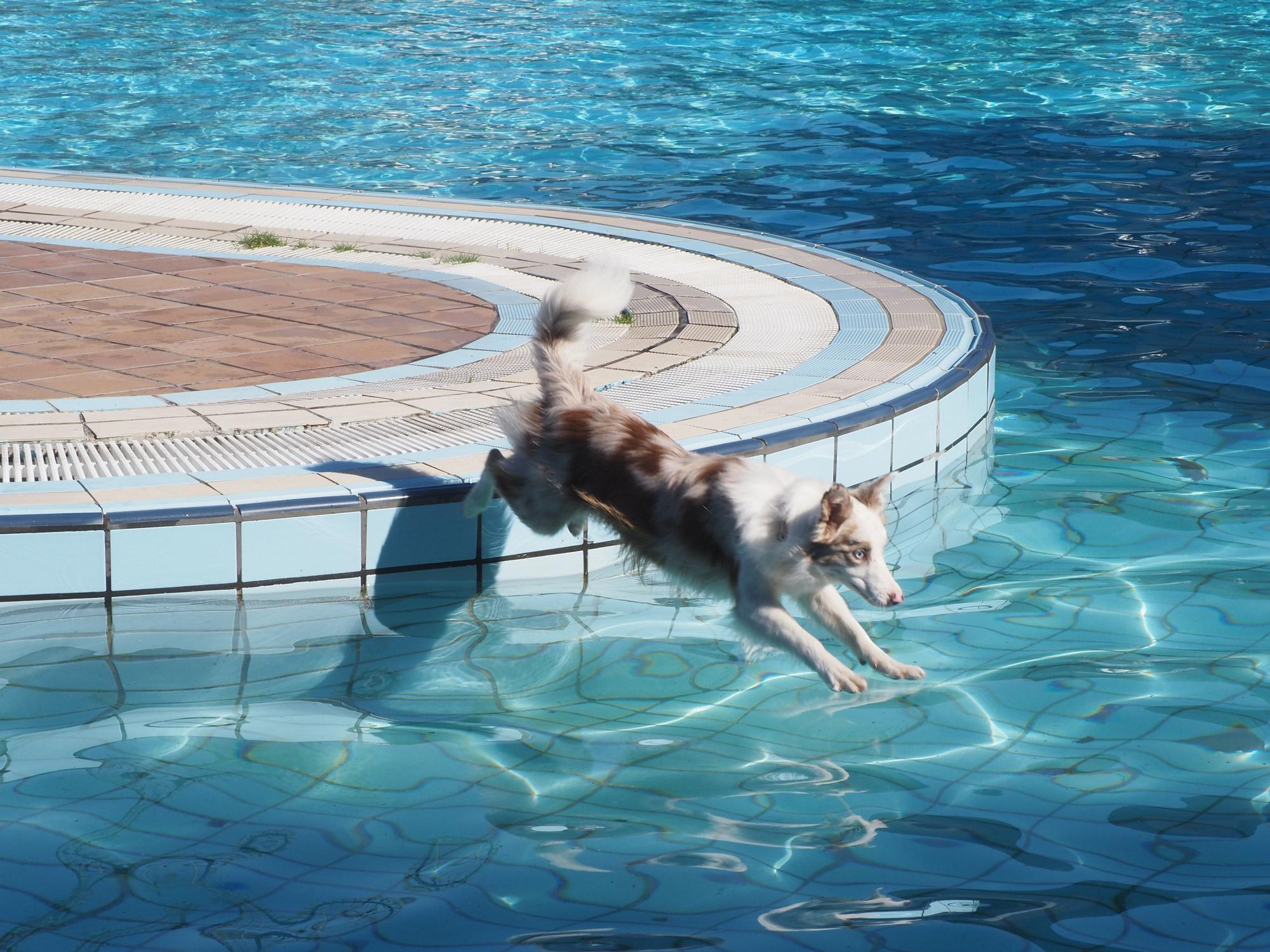 Las piscinas de Eibar han sido coto privado para los perros