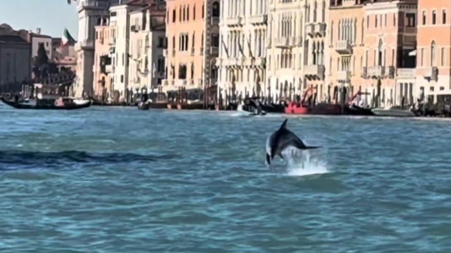 &#039;Mimmo&#039;, el delfín que sorprende a los turistas en la laguna de Venecia