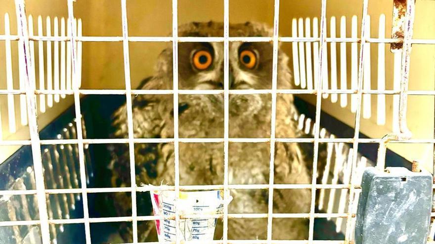 Un búho real de gran tamaño aparece en la puerta de un comercio de Estella durante la madrugada