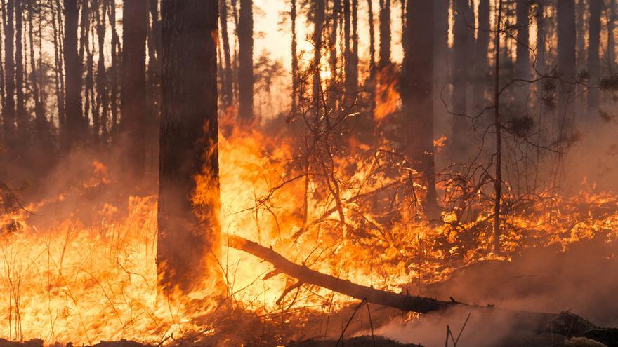 Prevenir los incendios forestales en España