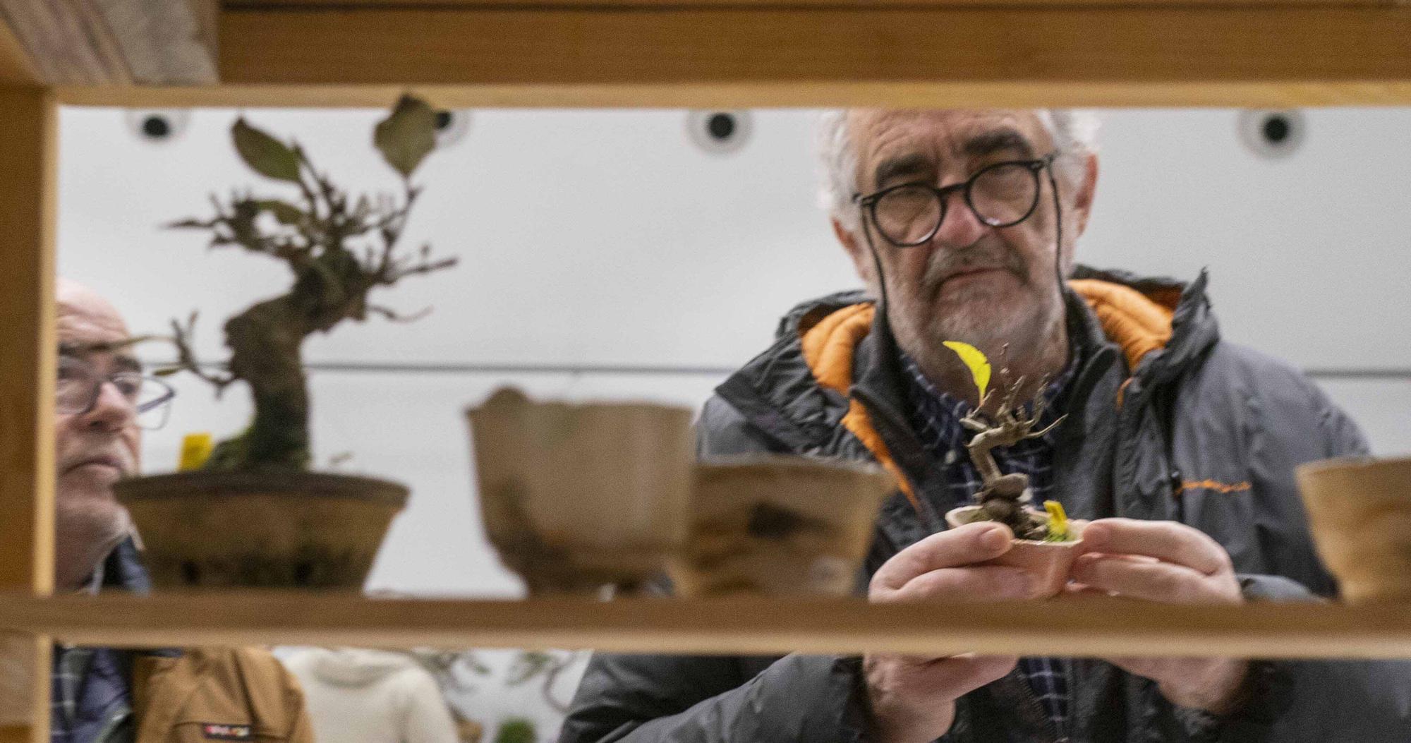 En imágenes: El arte del bonsái llega a Vitoria-Gasteiz