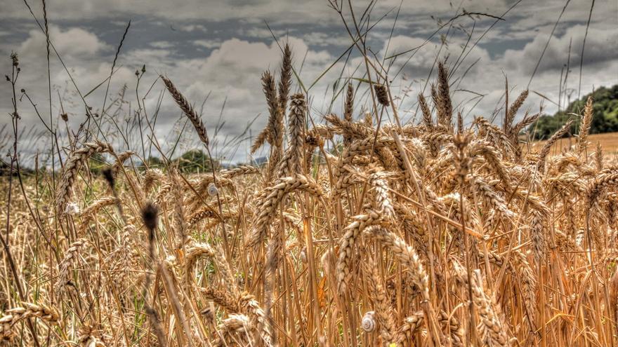 El calor de junio y la piedra merman la cosecha de cereal en Álava cerca de un 25%