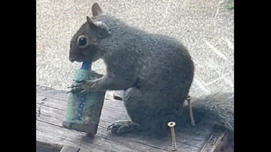 Las ardillas en Londres vapean y el motivo da que pensar