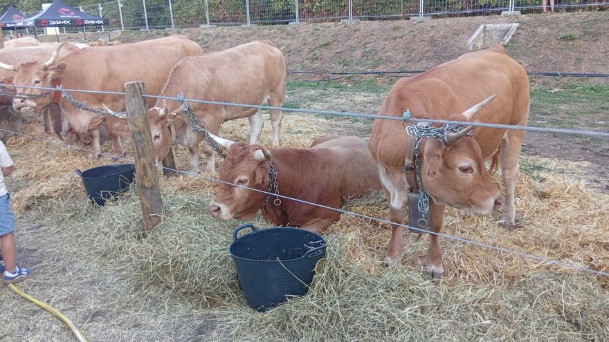 Feria de ganado en Pamplona y trato a los animales