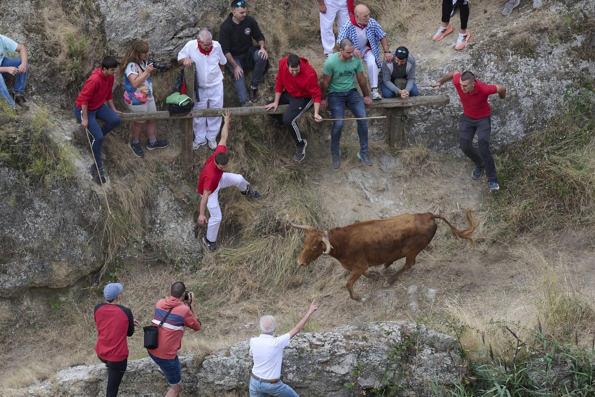Fotos del sexto encierro del Pilón de Falces 2025, con vacas de Hípica Zahorí