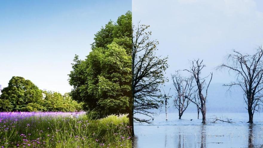 Crean una alianza internacional de centros forestales para combatir el cambio climático