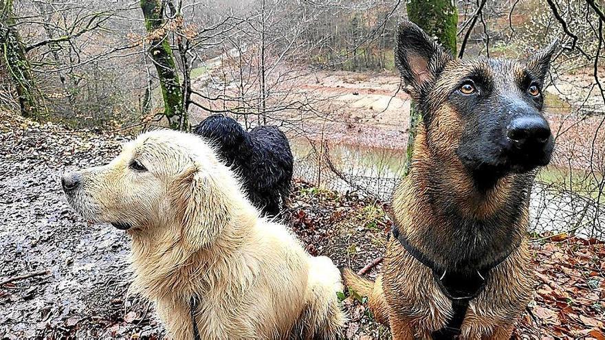 Educar a los perros, objetivo de Lazkao
