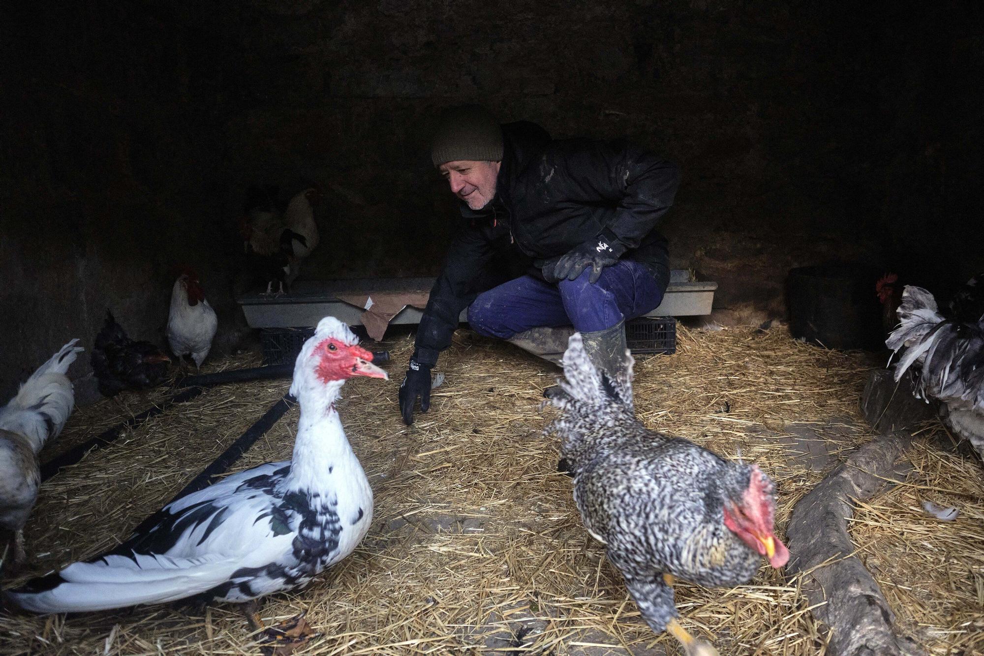Las medidas contra la gripe aviar en la Taconera de Pamplona