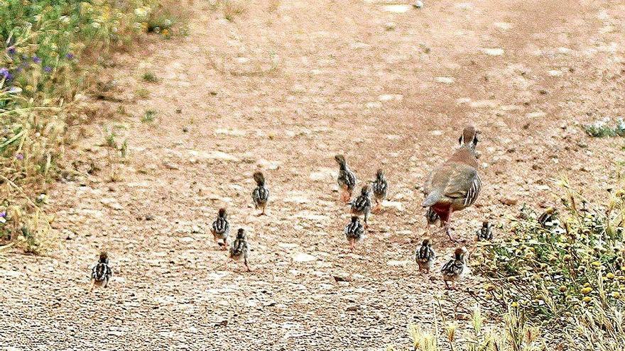 Premiar a los cazadores que más trabajan