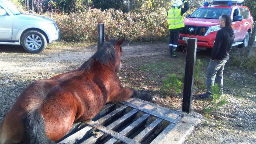 La yegua atrapada en el paso en Iratxeta.