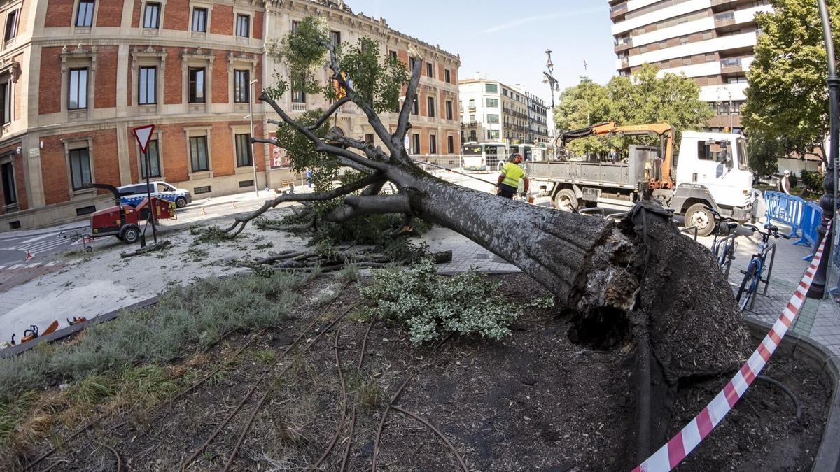 Árbol caido frente al Parlamento de Navarra en agosto de 2023.
