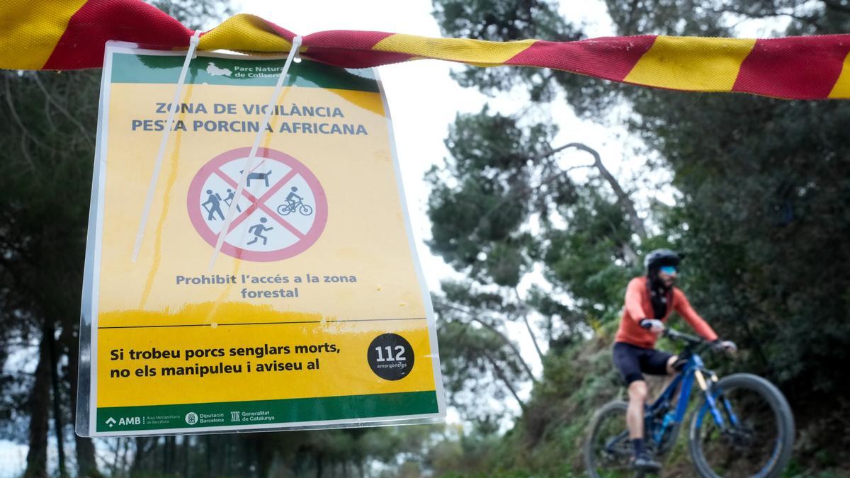 Uno de los carteles situados en los accesos al Parque Natural de Collserola, alertando de la presencia de la peste porcina.